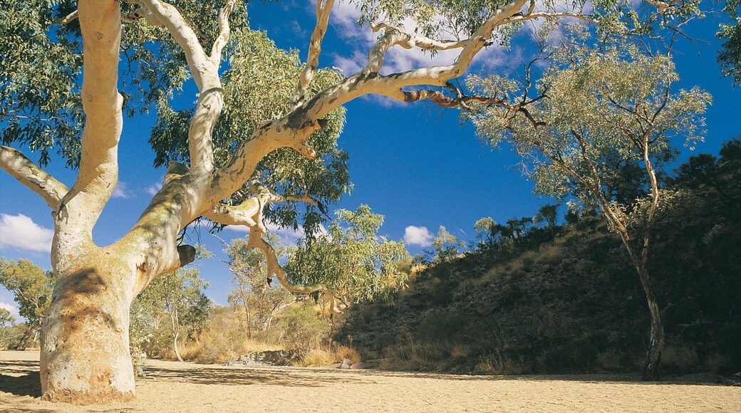Alice Springs mostrando paisajes desérticos