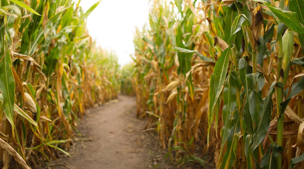 Champaign que incluye tierras de cultivo