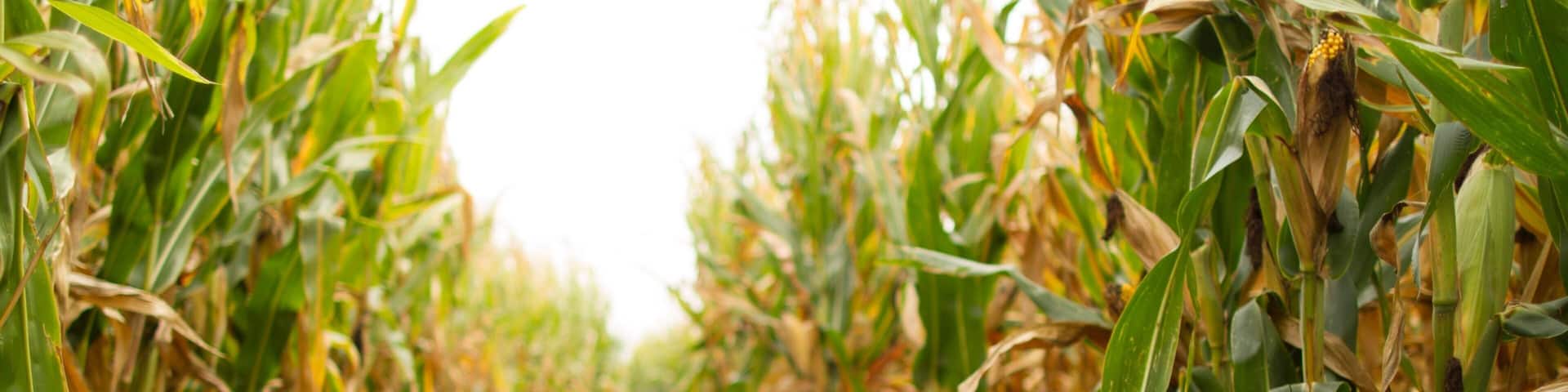 Champaign which includes farmland