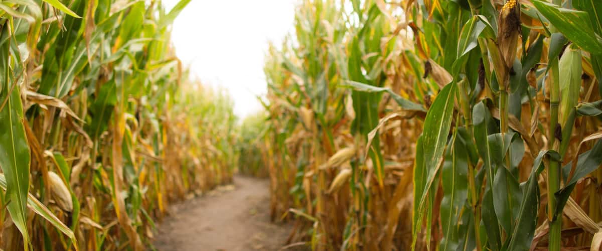 Champaign featuring farmland
