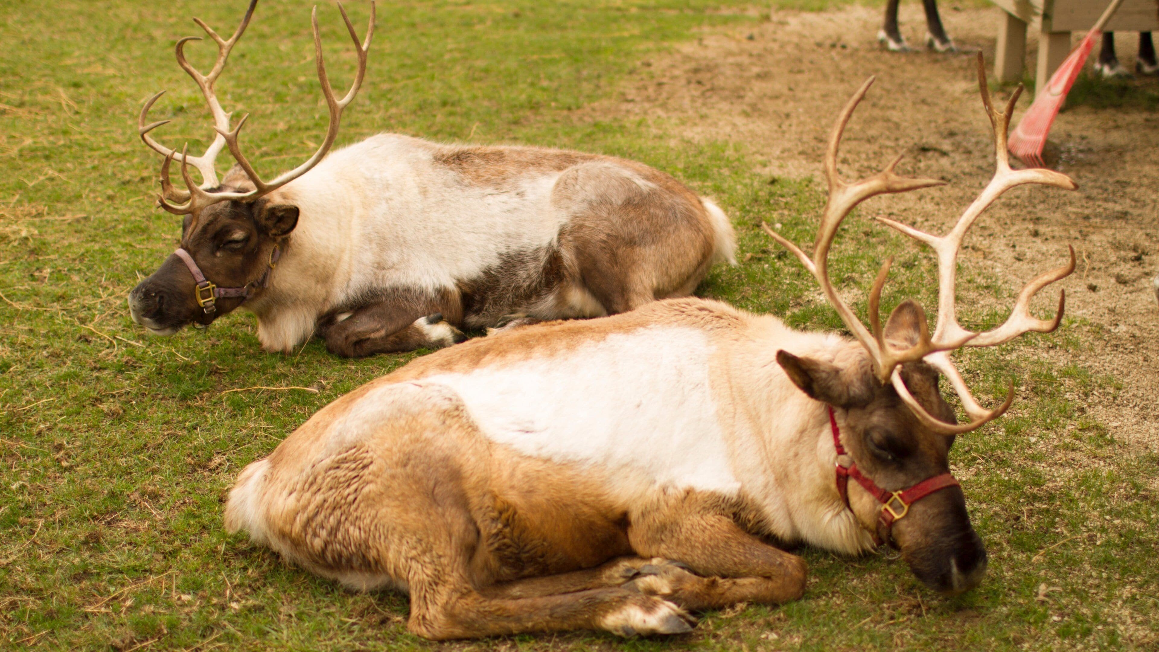 Champaign which includes land animals
