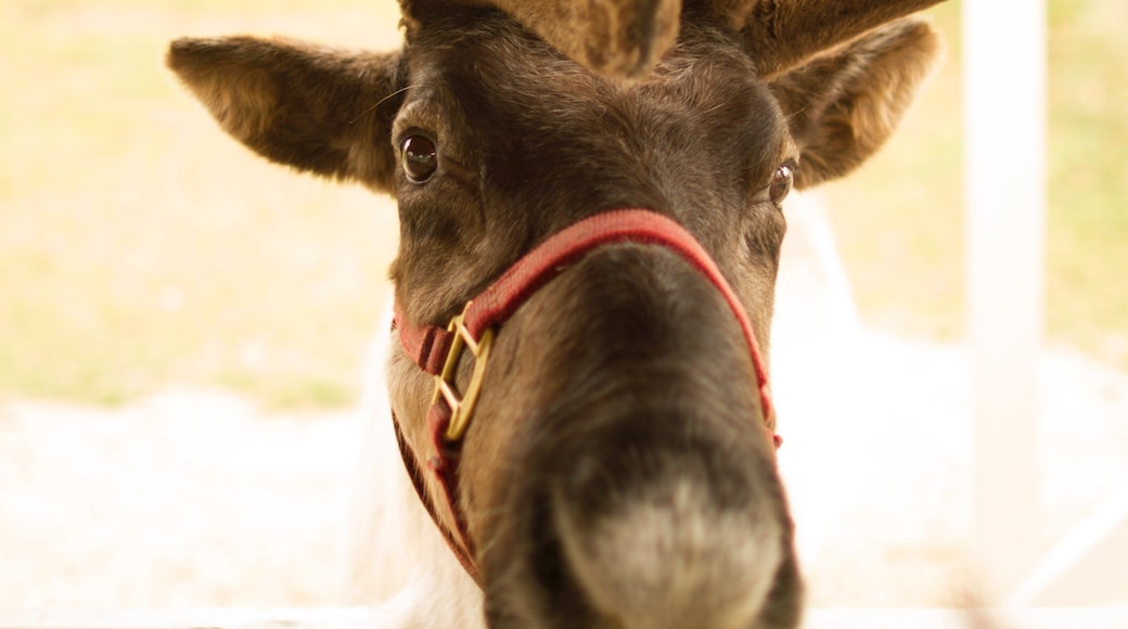 Champaign que incluye animales