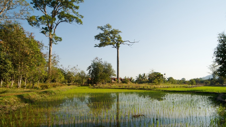Siem Reap which includes tranquil scenes, wetlands and landscape views