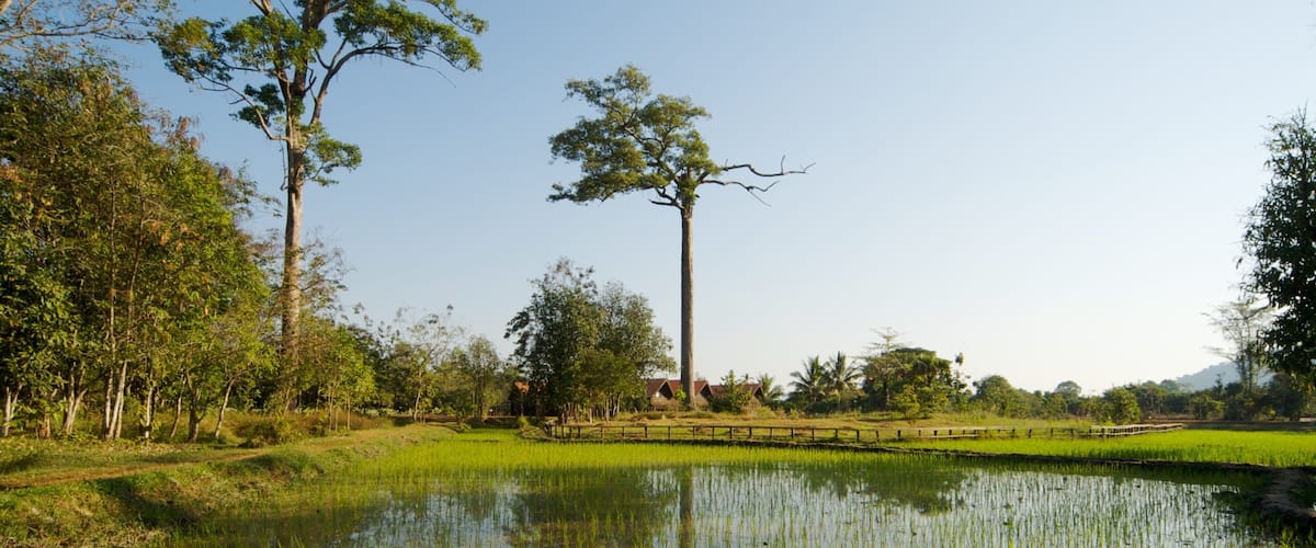 A lush green landscape with a pond, trees, and a distant building.