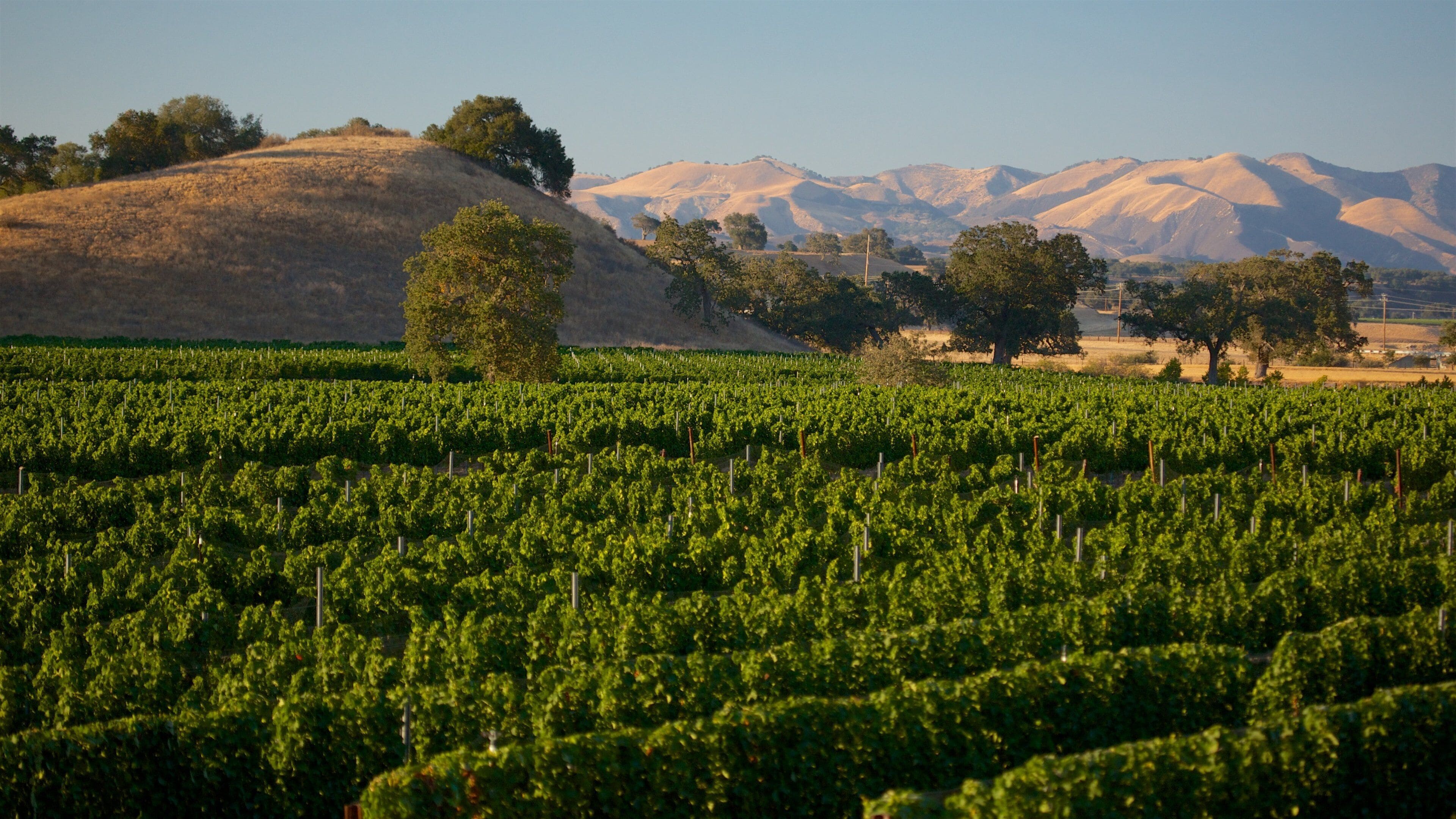 Santa Barbara Wine Country featuring farmland, tranquil scenes and landscape views