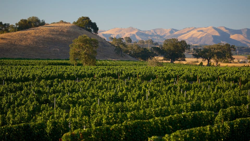 A vineyard with rows of grapevines, a hill, and distant mountains.