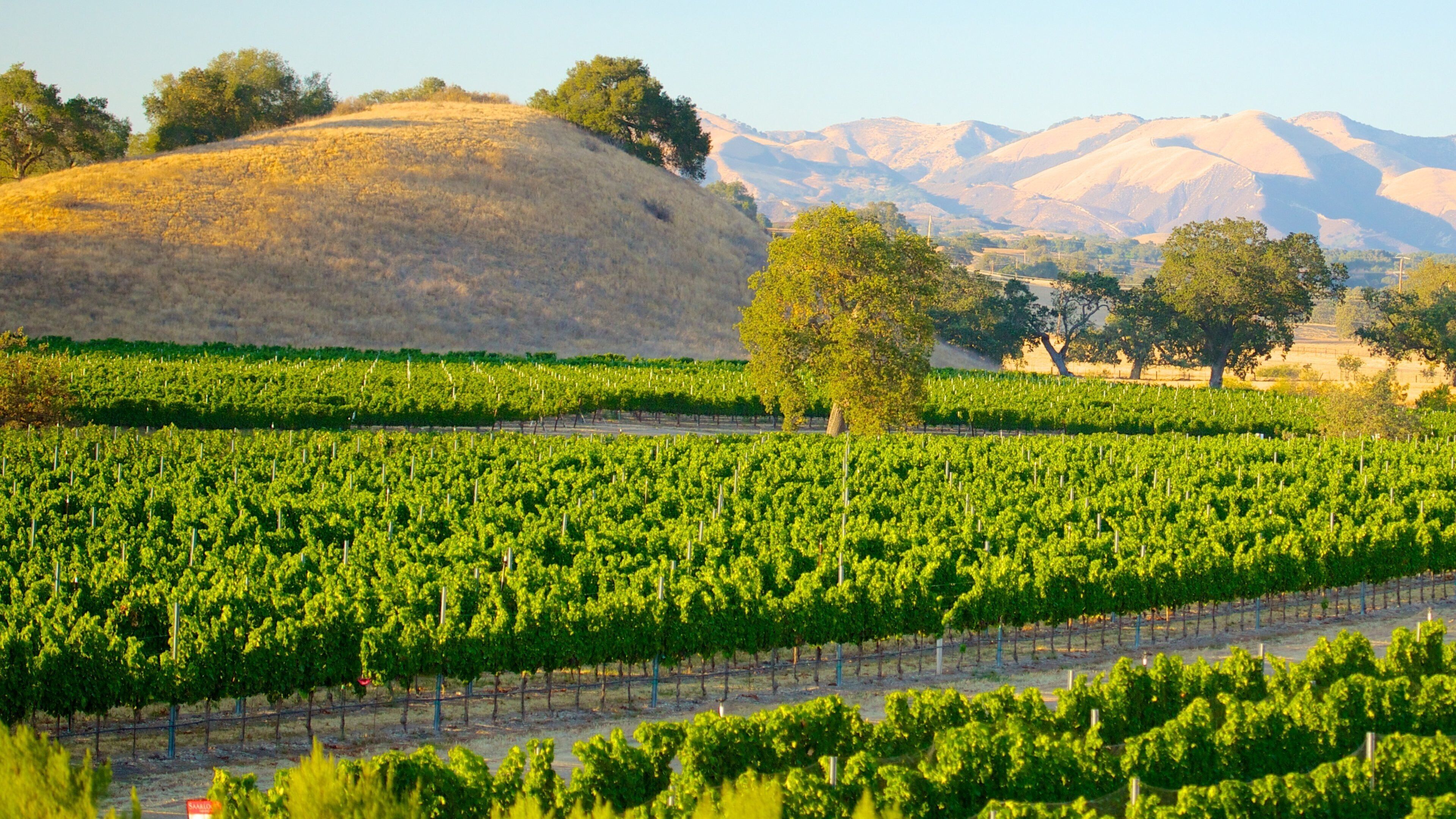 A vineyard with rows of grapevines, a prominent tree, and a mountainous backdrop.
