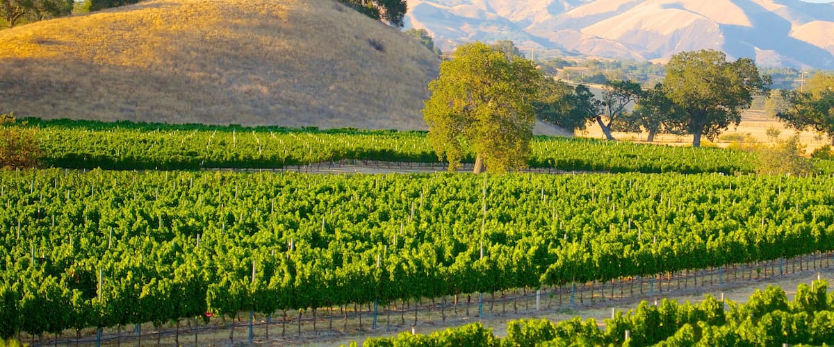 A vineyard with rows of grapevines, a prominent tree, and a mountainous backdrop.