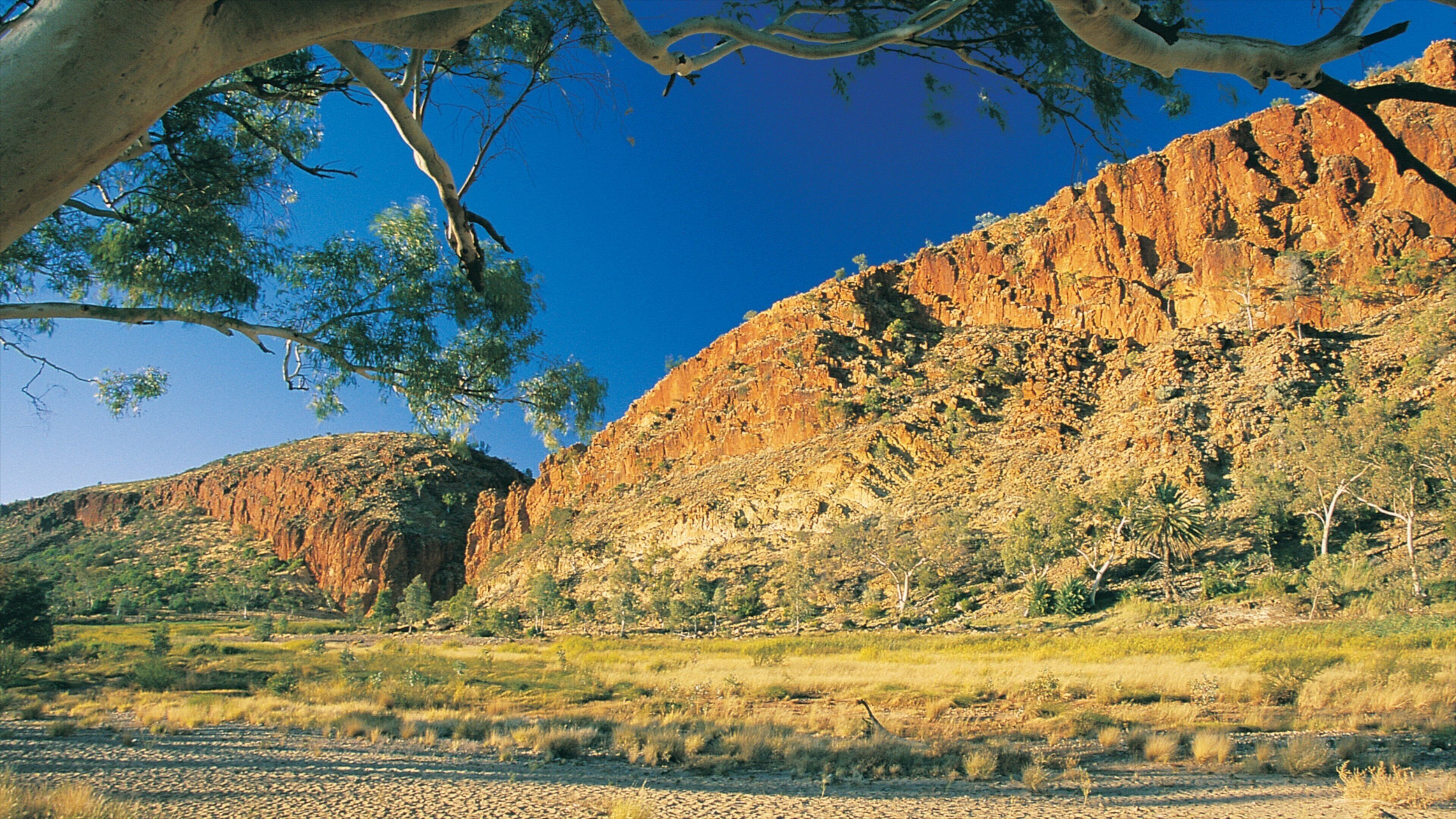 Alice Springs featuring a gorge or canyon and desert views