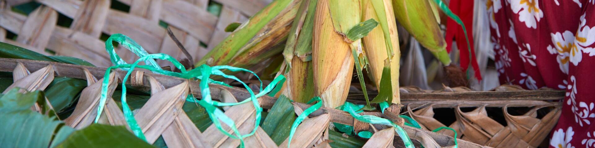 A woven basket with corn cobs tied with green string.