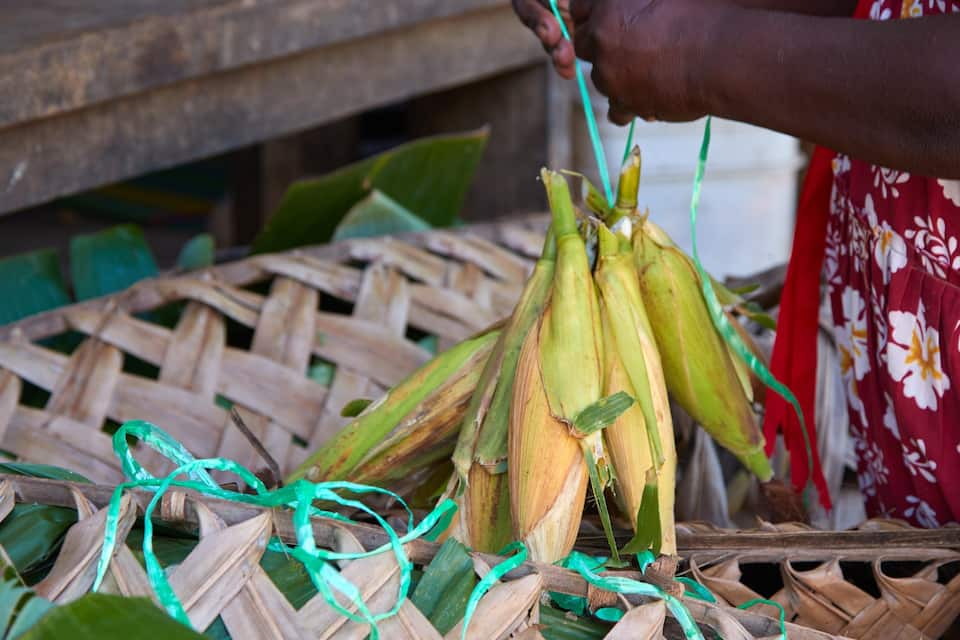 A woven basket with corn cobs tied with green string.