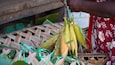 A woven basket with corn cobs tied with green string.