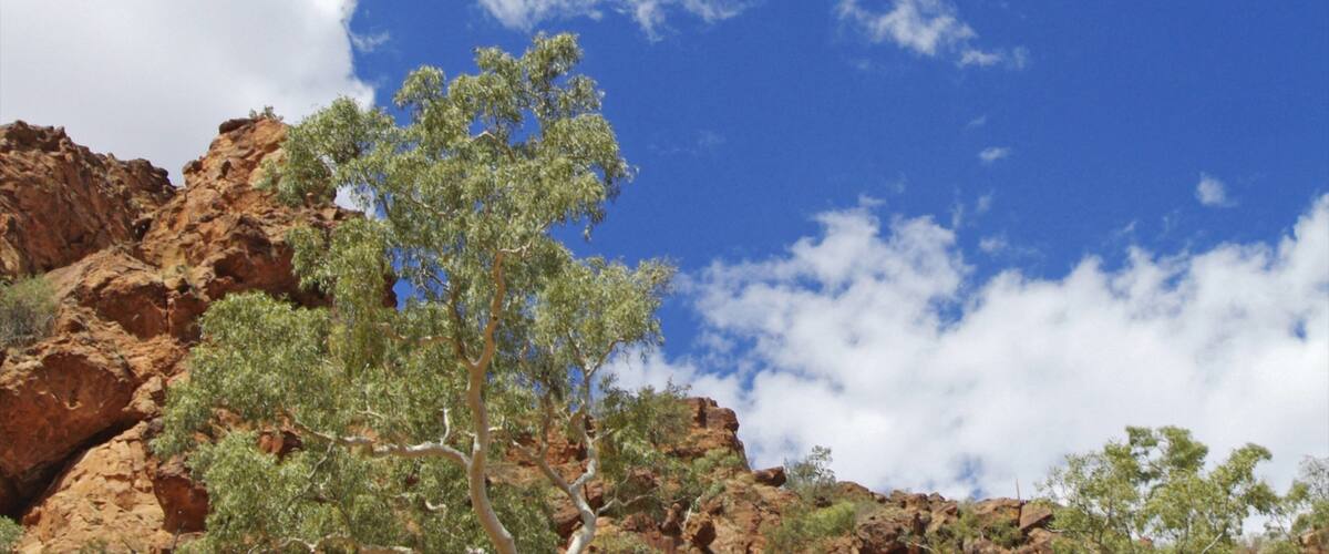 ์จ๋ฆฌ์ค ์คํ๋ง์ค ์ ํน์ง ๊ณ๊ณก ๋๋ ํ๊ณก