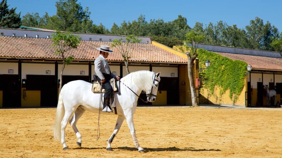 A person riding a white horse in an outdoor arena with a building in the background.
