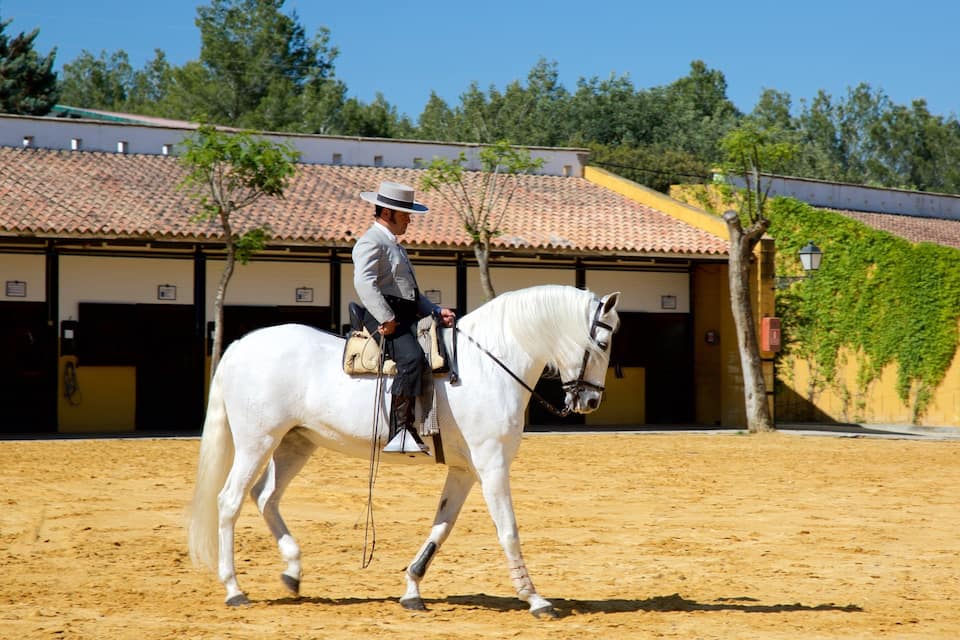 A person riding a white horse in an outdoor arena with a building in the background.