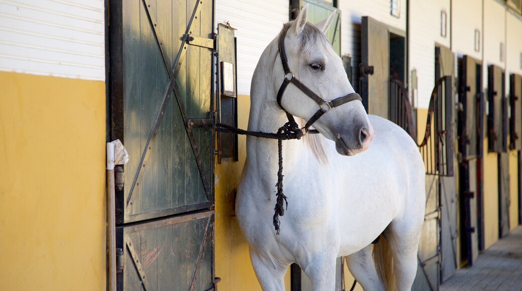 Jerez de la Frontera which includes land animals