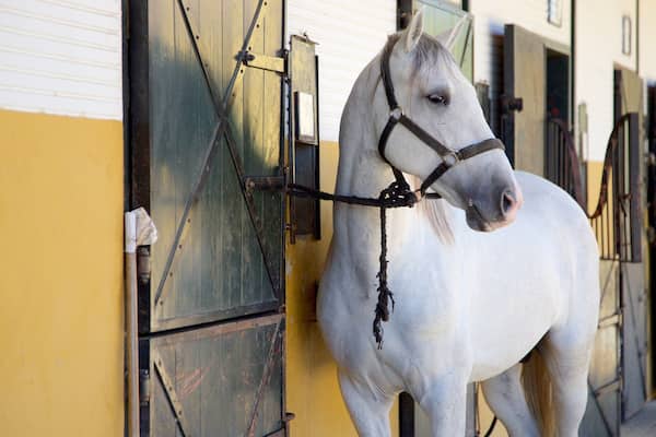 ヘレス デ ラ フロンテーラ フィーチャー 陸生動物