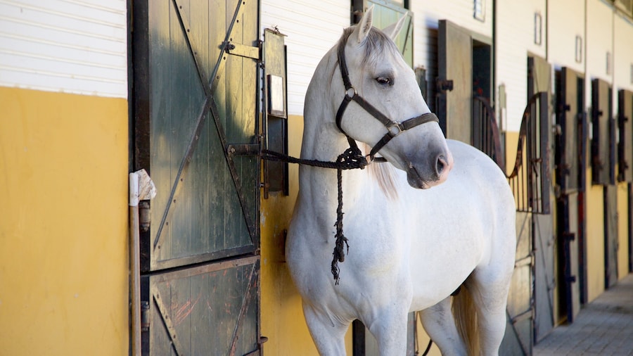 Jerez de la Frontera