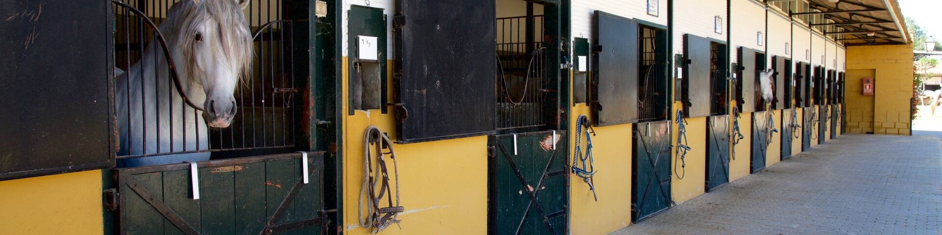 A stable with multiple horse stalls, each with a black door and a metal gate.