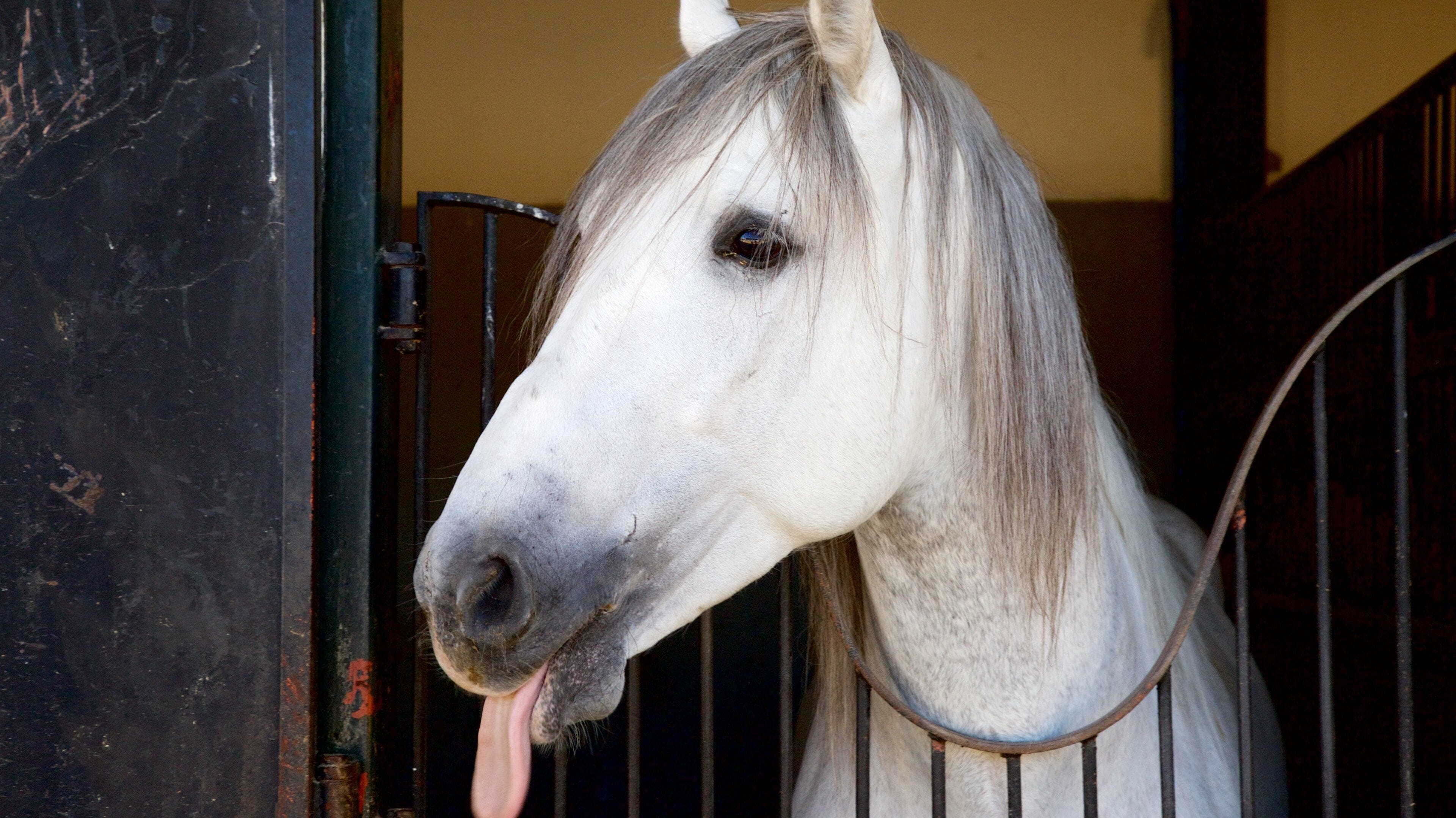 Jerez de la Frontera featuring land animals