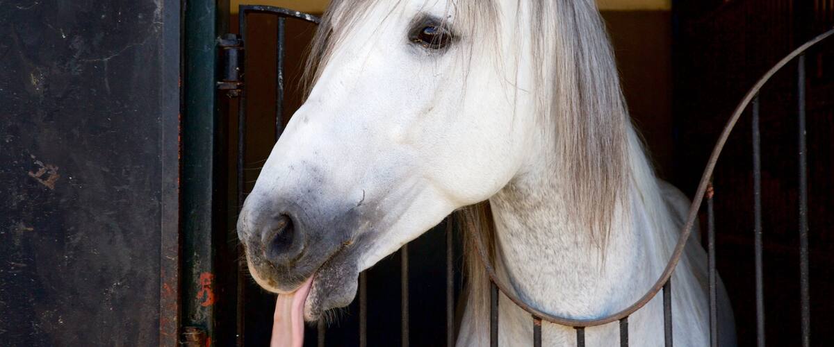 Jerez de la Frontera showing land animals