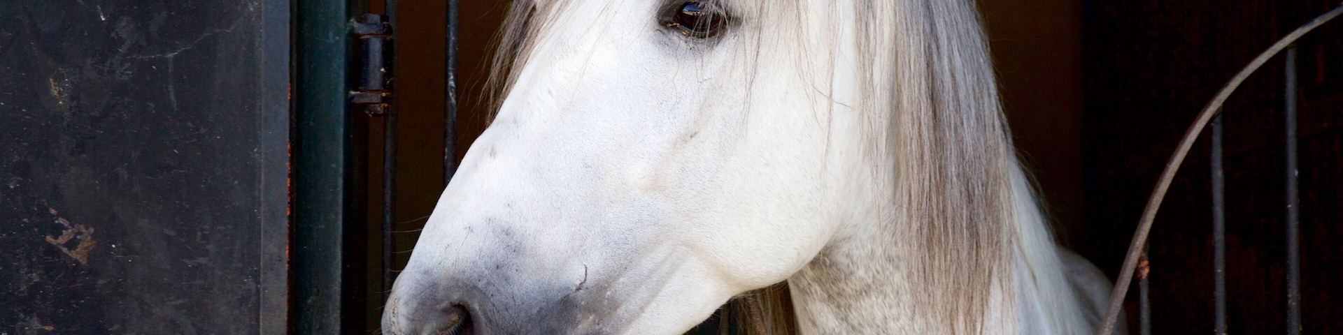 Jerez de la Frontera welches beinhaltet Landtiere