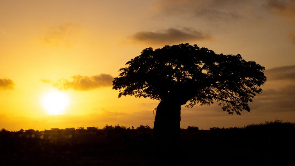 A tree silhouette against a sunset sky.