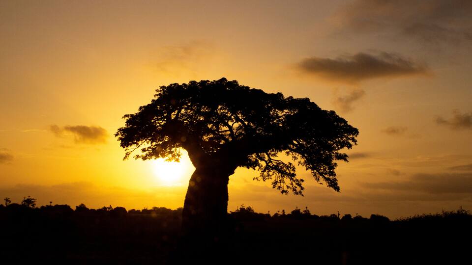 A silhouette of a tree against a sunset sky.