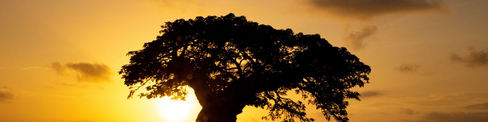 Silueta de un árbol contra un cielo al atardecer.