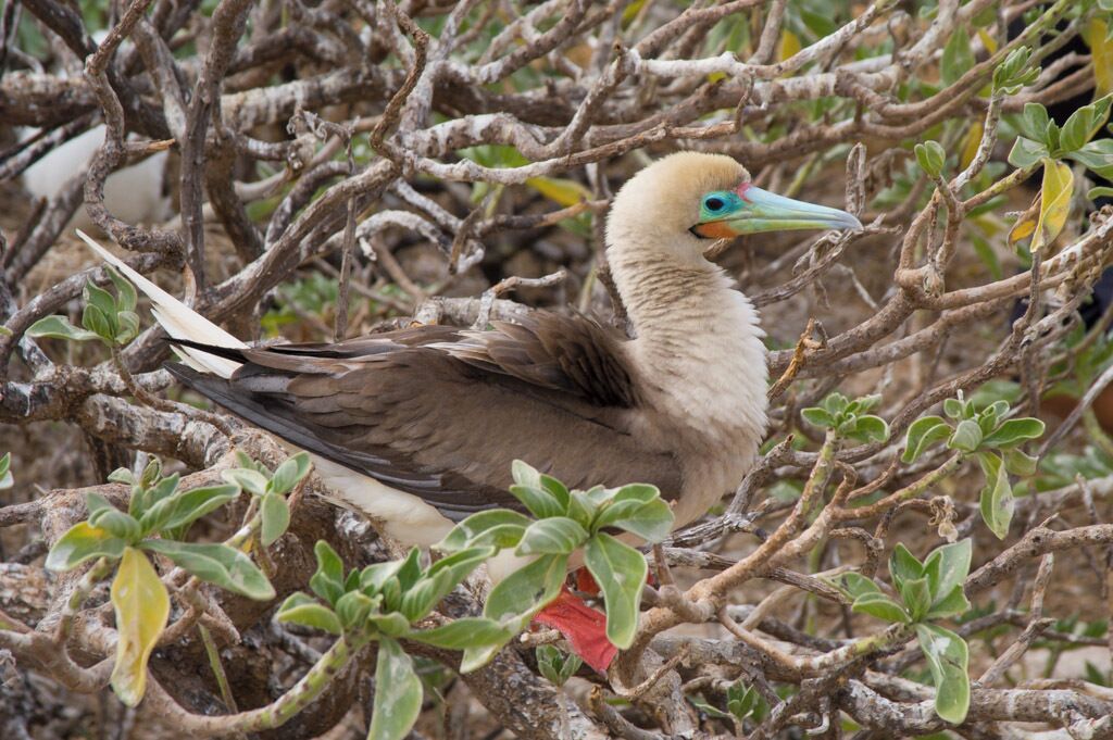 Wild life on Willis Island.