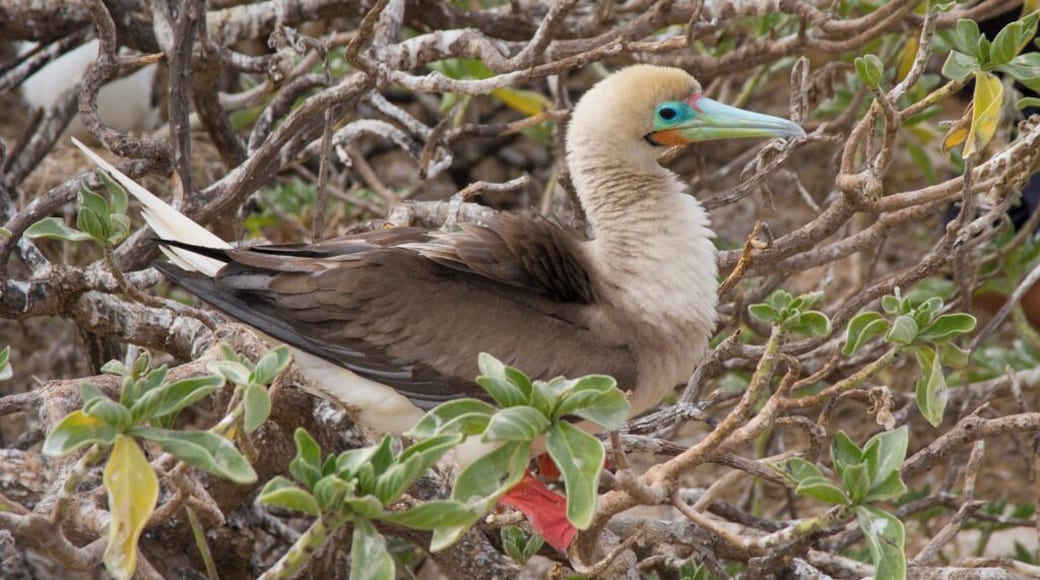 Wild life on Willis Island.