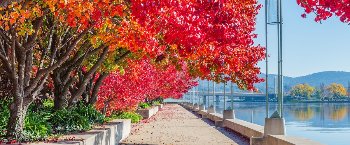 A pathway lined with trees displaying autumn foliage, a calm body of water, and a distant bridge.