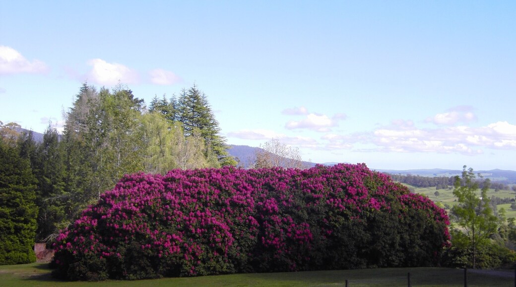 Photo taken in 2004 in Tasmania. These are Azalea plants. The size from a distance is deceiving. See other photo to get an idea of the size.