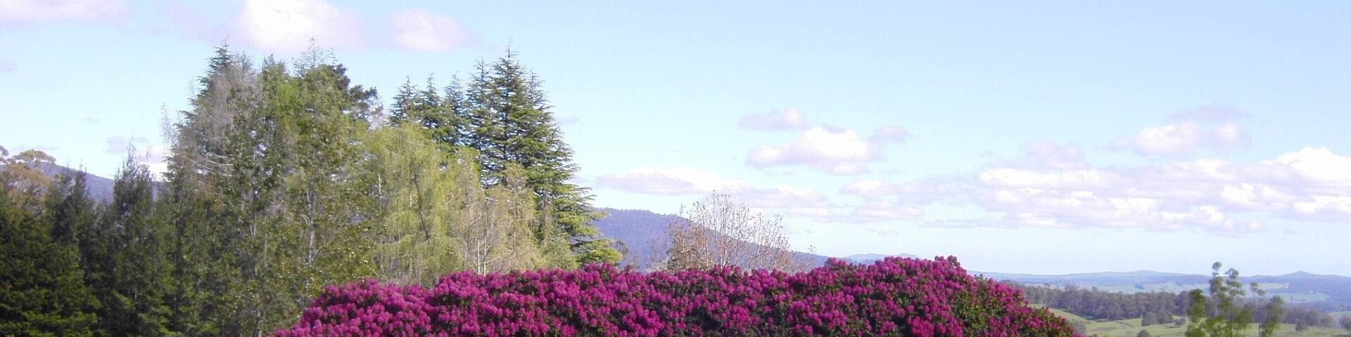 Photo taken in 2004 in Tasmania. These are Azalea plants. The size from a distance is deceiving. See other photo to get an idea of the size.