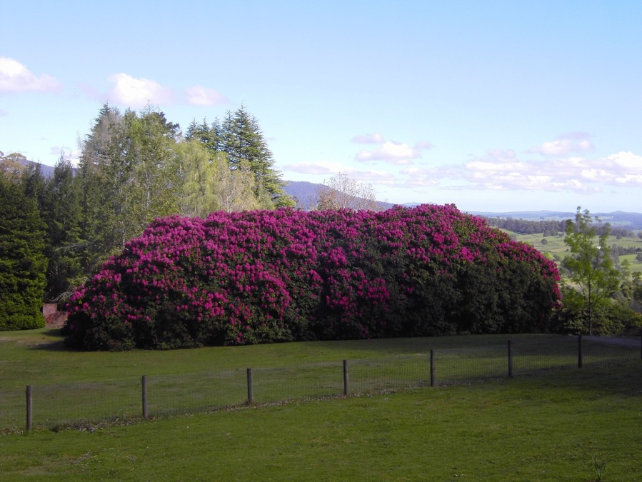 Photo taken in 2004 in Tasmania. These are Azalea plants. The size from a distance is deceiving. See other photo to get an idea of the size.