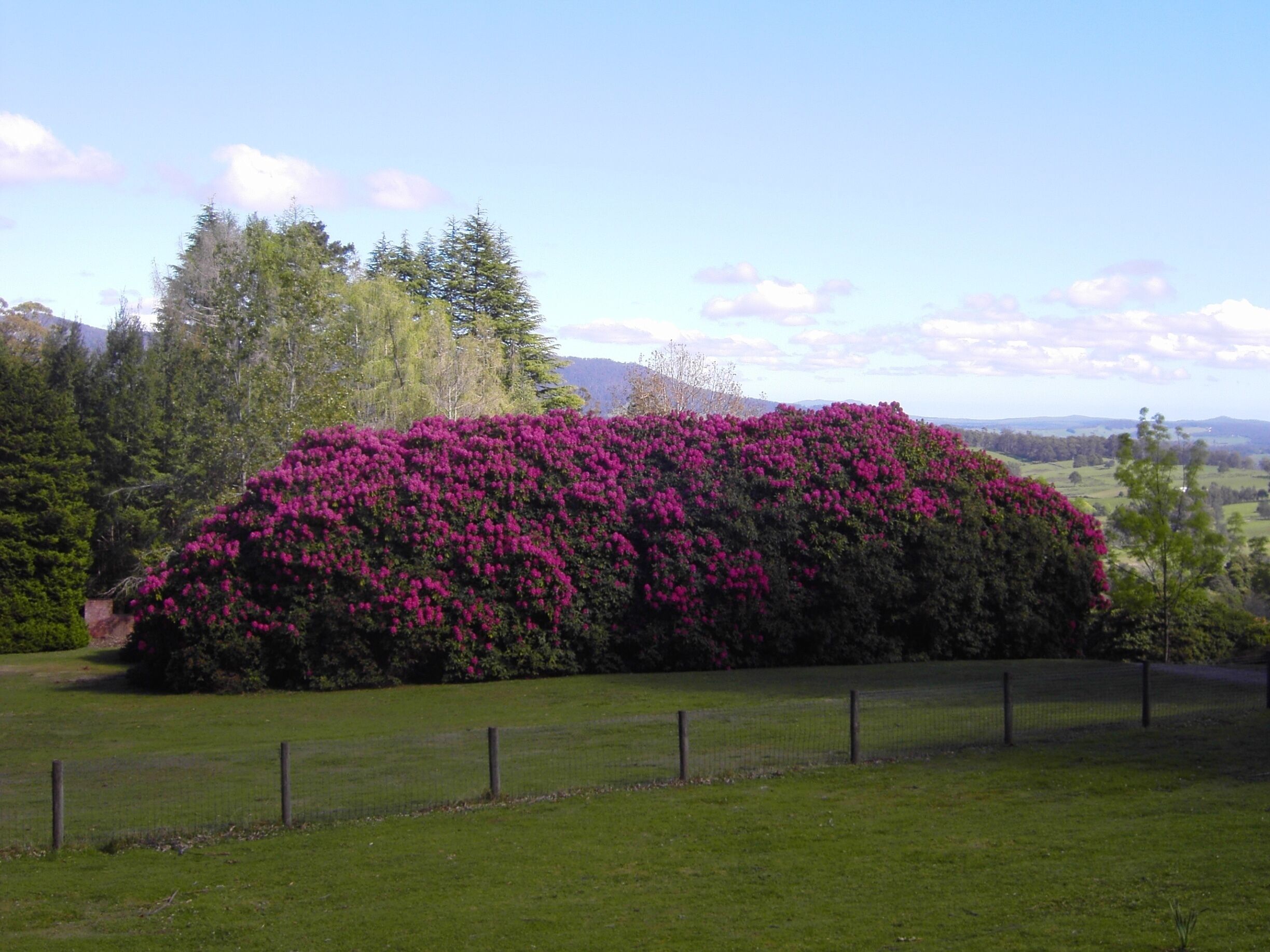 A large bush of vibrant pink flowers in a grassy field with a fence in the foreground and trees and hills in the background.