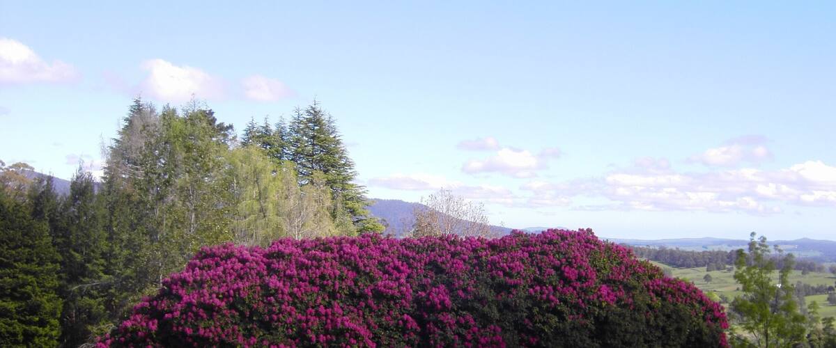 A large bush of vibrant pink flowers in a grassy field with a fence in the foreground and trees and hills in the background.