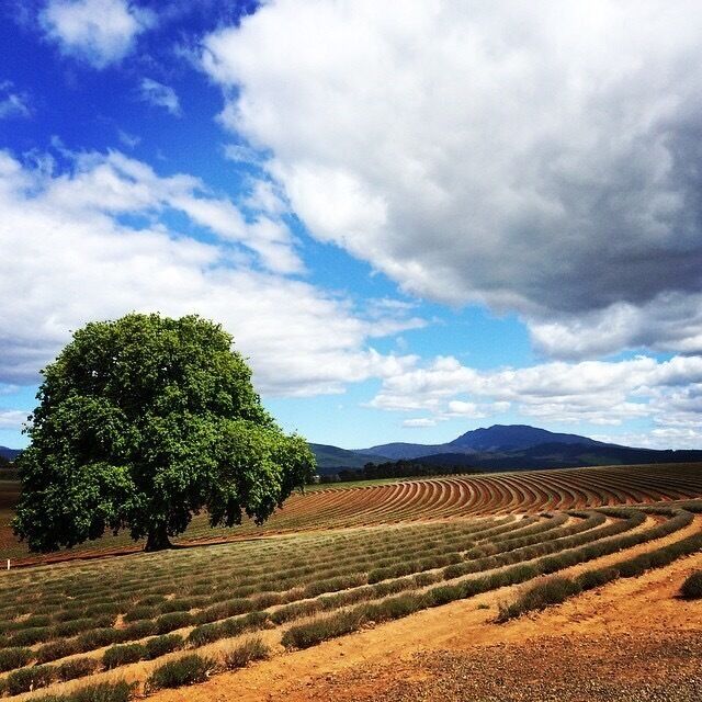 Beautiful lavenders field
