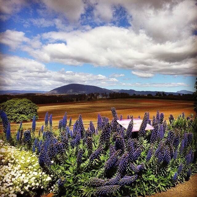 The best time to visit this estate is in summer when all lavenders are blooming beautifully 
