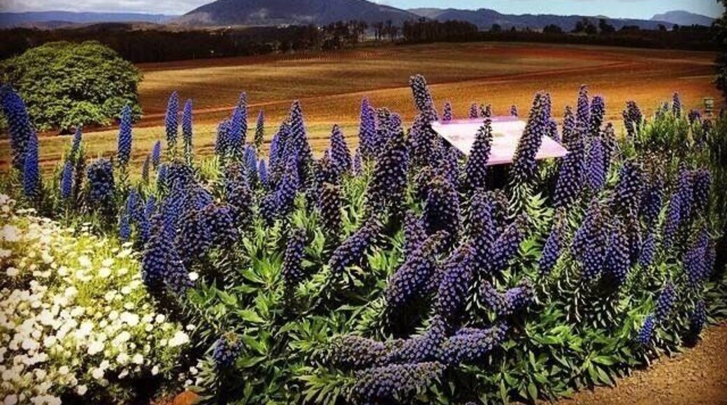 The best time to visit this estate is in summer when all lavenders are blooming beautifully
