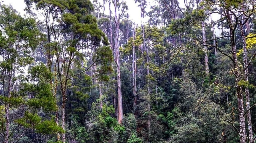 Searching for platypus...what a beautiful tasmanian spot! Love that country! 😍 #tasmania 🇦🇺