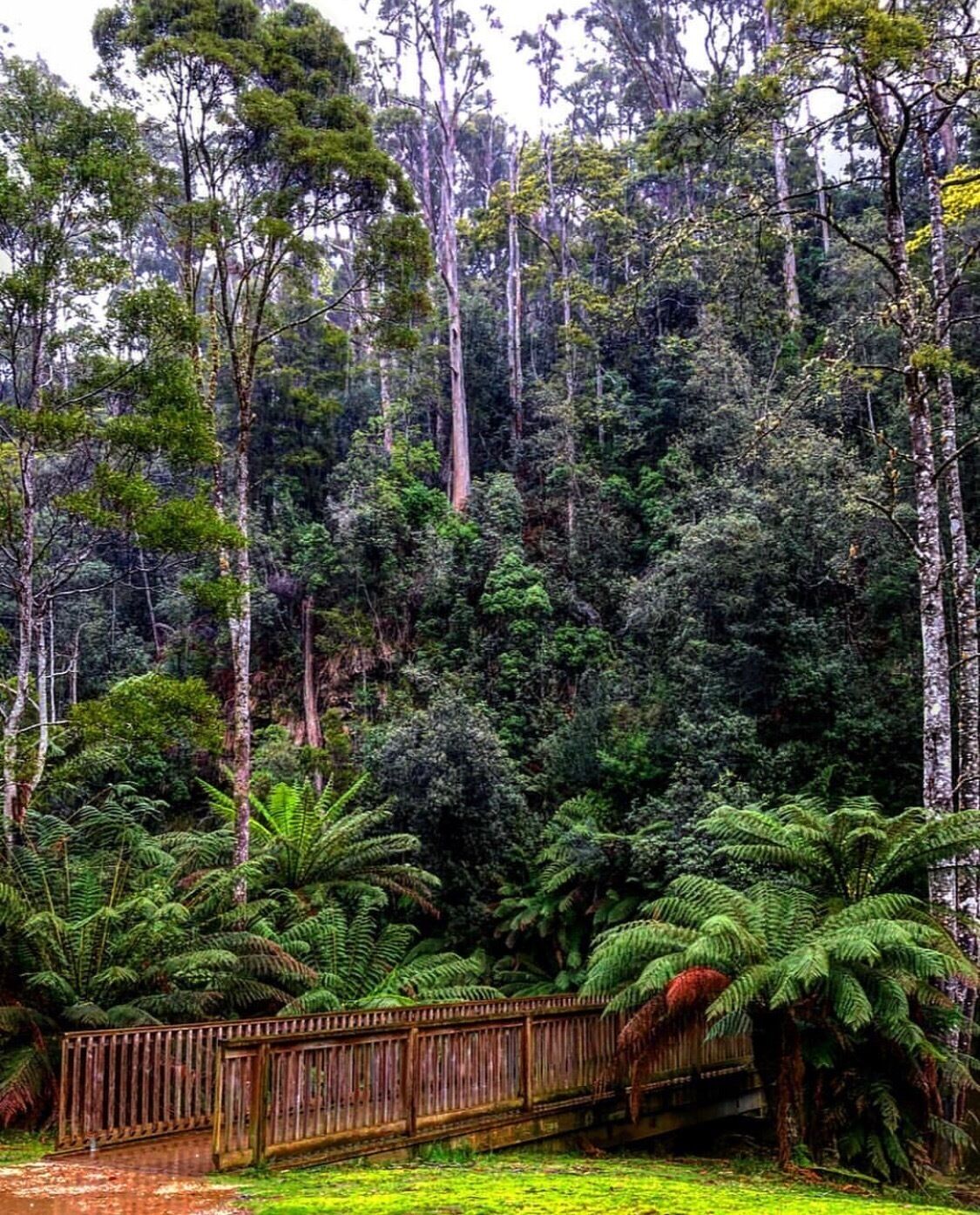 A dense forest with tall trees and a wooden fence.