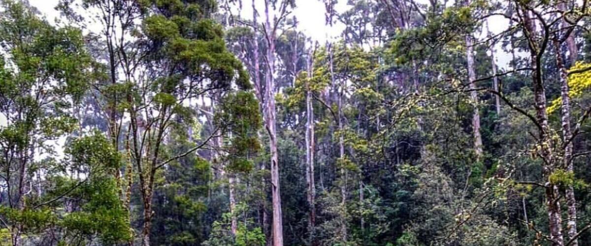 A dense forest with tall trees and a wooden fence.