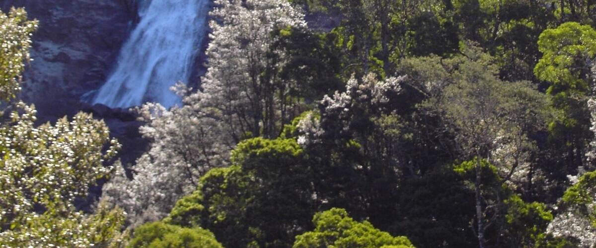 A waterfall cascading down a rocky cliff surrounded by lush greenery.