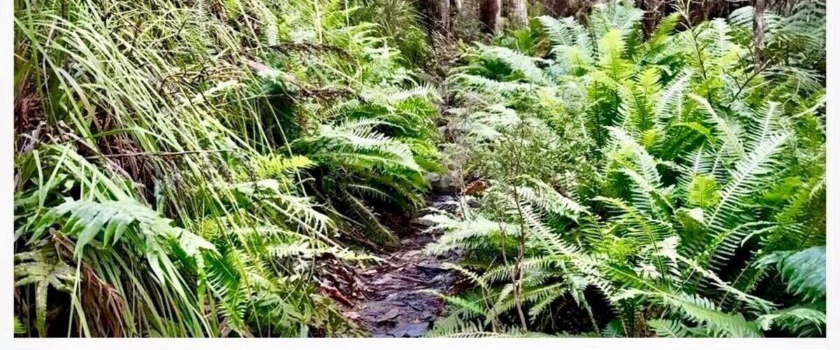 The top photo was taken near the trailhead. The bottom photo was taken just below Solomon’s Throne on the same hike. #takeahike