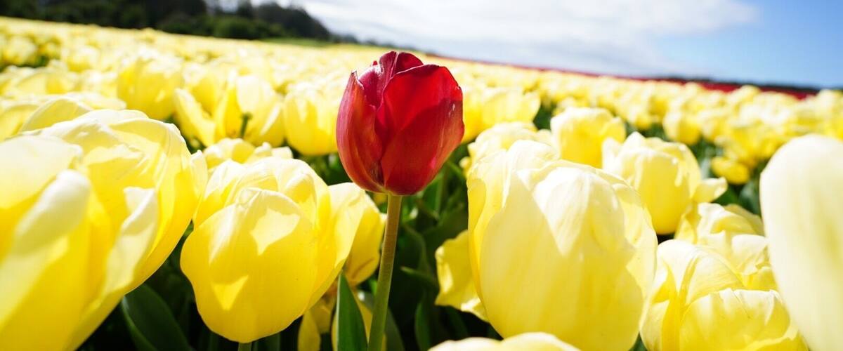 The Only One. #tablecapetulipfarm #bicolor #flower #tulip #yagizaneophotography #discoverytasmania #tasmania #wynyard #australia #yagizaneointassie