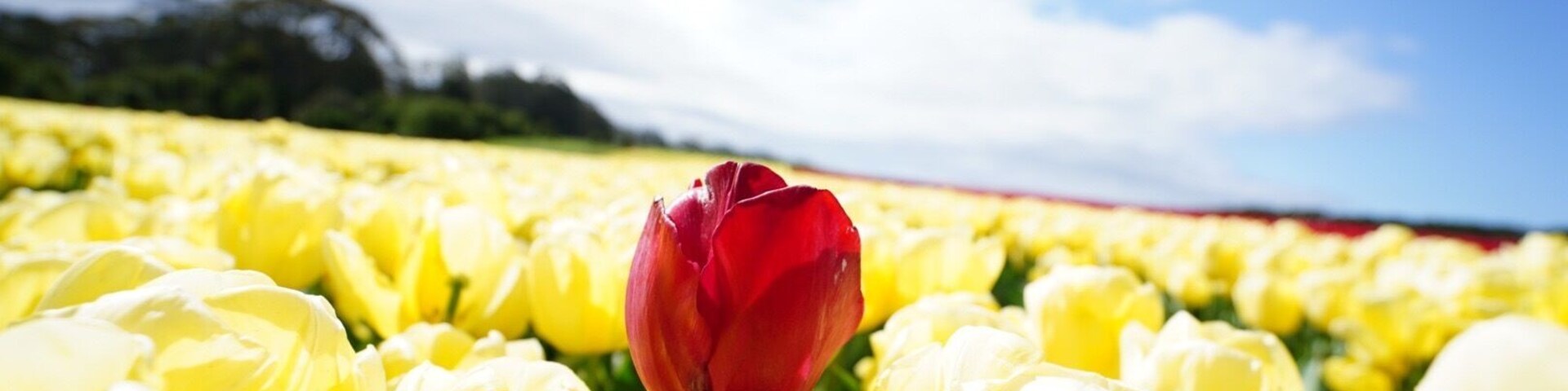 The Only One. #tablecapetulipfarm #bicolor #flower #tulip #yagizaneophotography #discoverytasmania #tasmania #wynyard #australia #yagizaneointassie