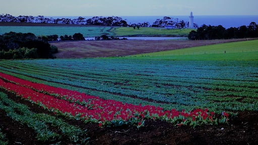 Table Cape Lighthouse, Lookout and Tulip Farm at Wynyard Tasmania
According to the business operator, the bulbs are exported to Holland.