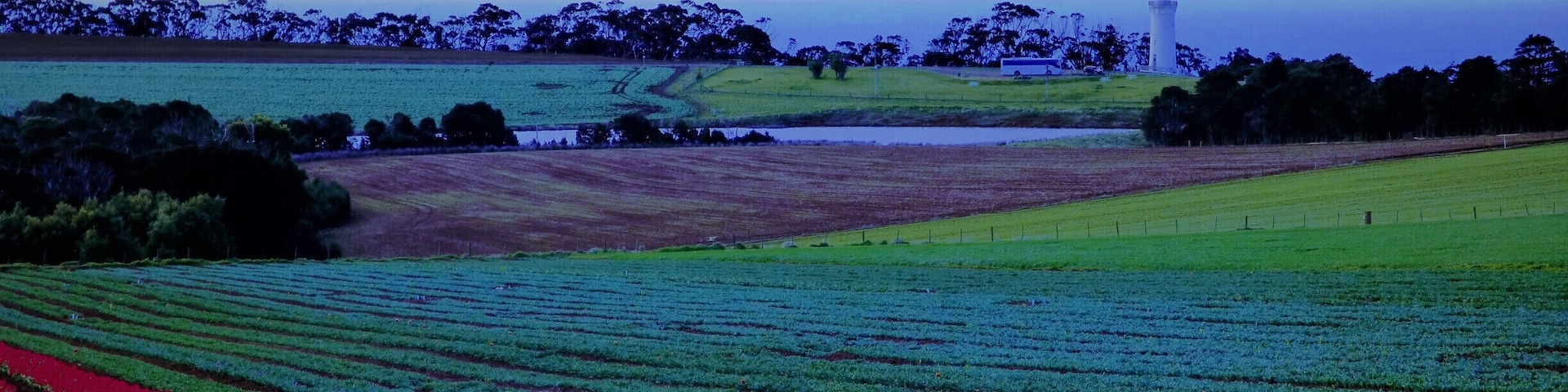 Table Cape Lighthouse, Lookout and Tulip Farm at Wynyard Tasmania
According to the business operator, the bulbs are exported to Holland.
