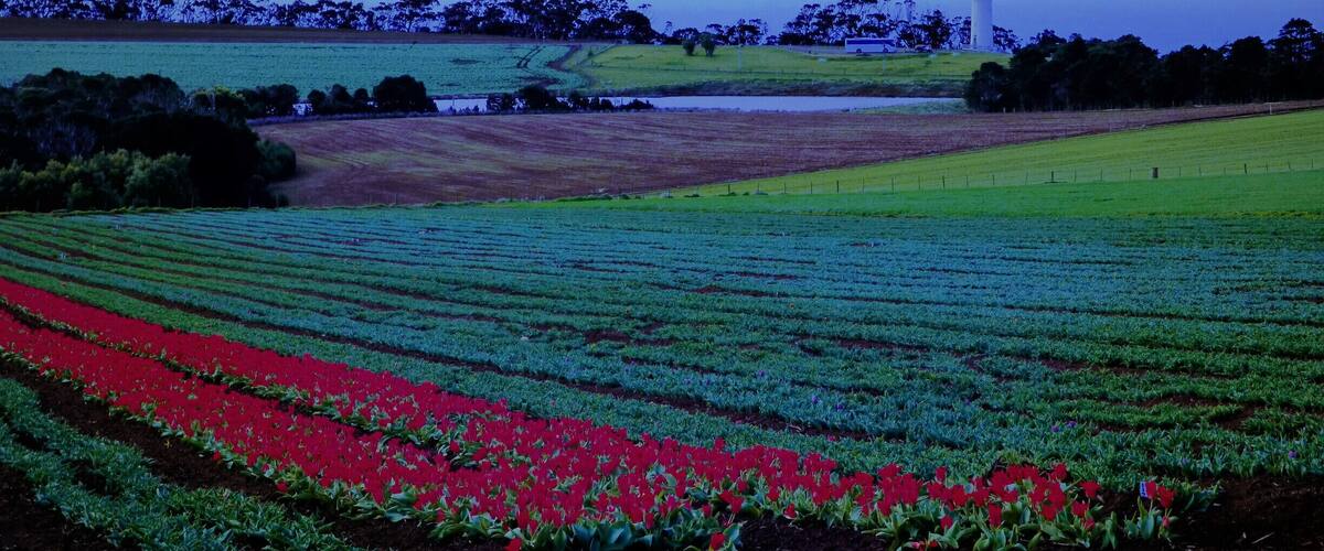 A landscape with fields of red flowers and green crops, a distant tower, and a body of water.